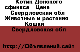 Котик Донского сфинкса › Цена ­ 10 000 - Свердловская обл. Животные и растения » Кошки   . Свердловская обл.